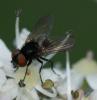 Phasia barbifrons